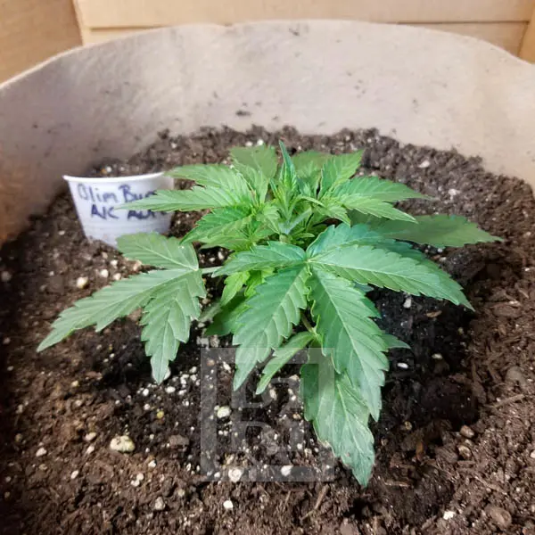 AK Auto - Image 3