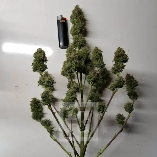 AK Auto - Image 10