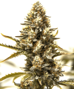Blue Mazar Auto