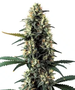 Chocolope Auto