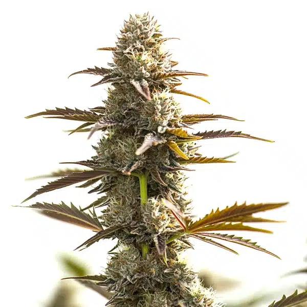 Gelato x Og Auto