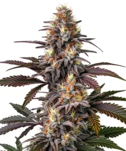 Glue Gelato Auto