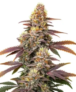 Gorilla x Zookies Auto