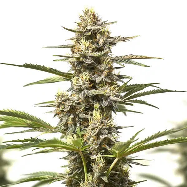 Purple Skunk Auto