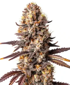 Shiskaberry x Gorilla auto