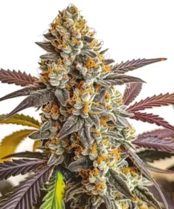 Strawberry Haze Auto