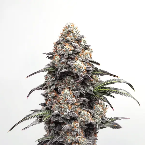 Alien GG