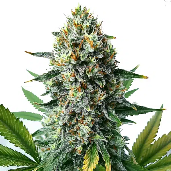 Alien OG Fast Version