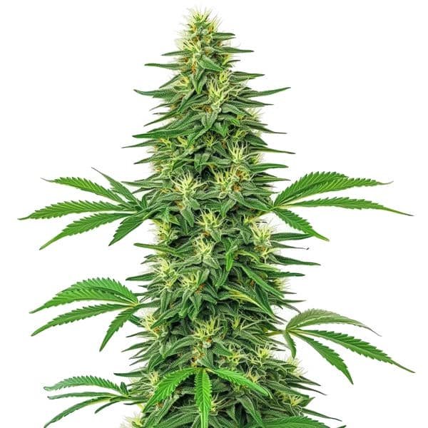 Alien OG