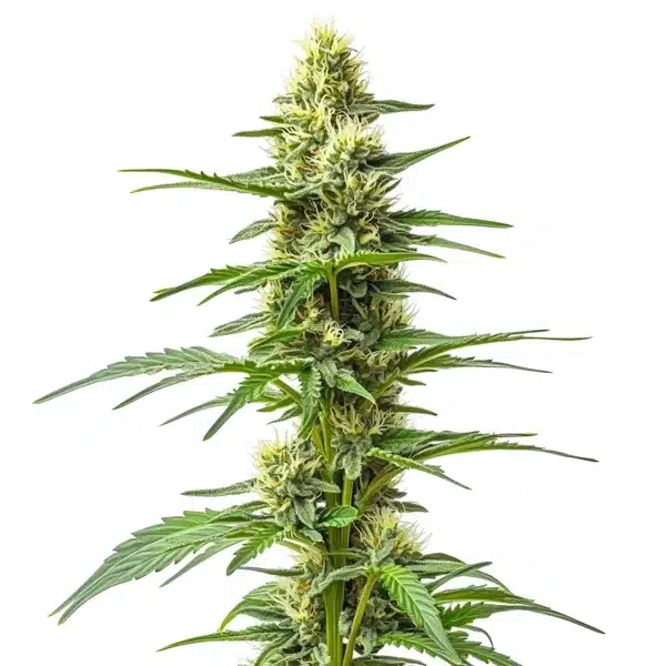 Amnesia Kush Auto