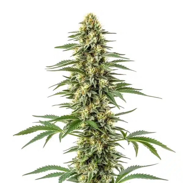 Amnesia Kush