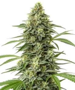 Amnesia Regular