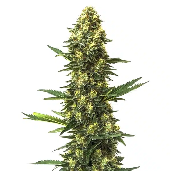 Big Bud Fast Version