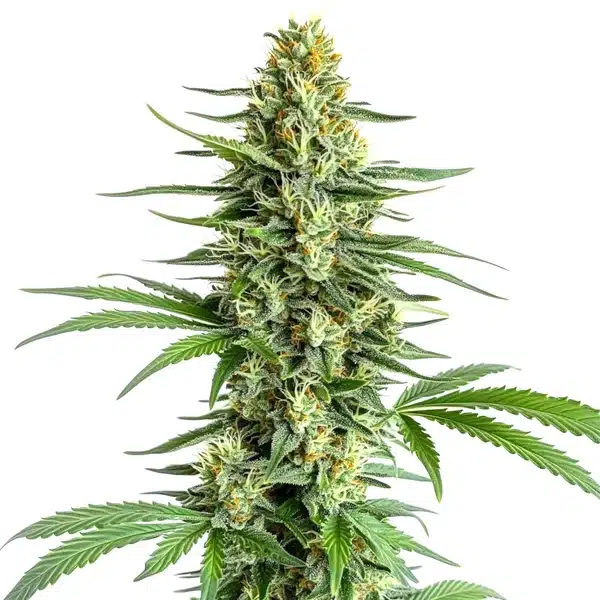 Big Bud Regular