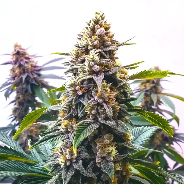 Blue Moonrock