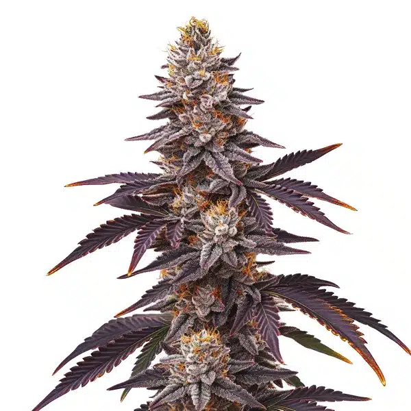 Blueberry Fast Version