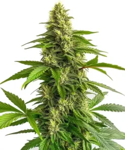 autoflower-seeds-australia-ak-auto