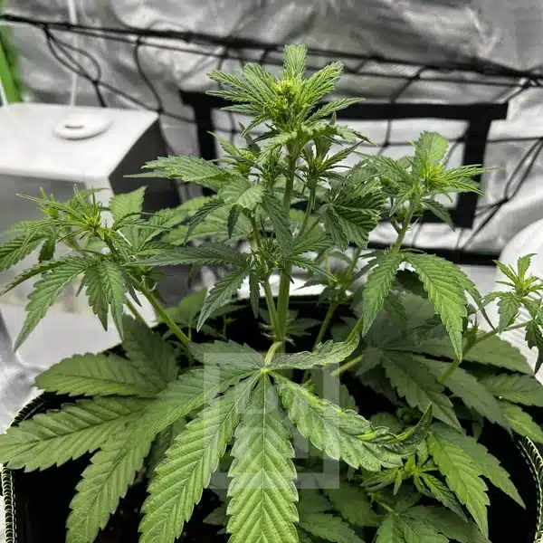 Bubba Kush Autoflower - Image 7