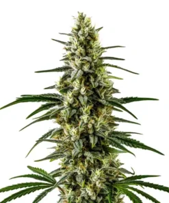 C99 x Early Skunk