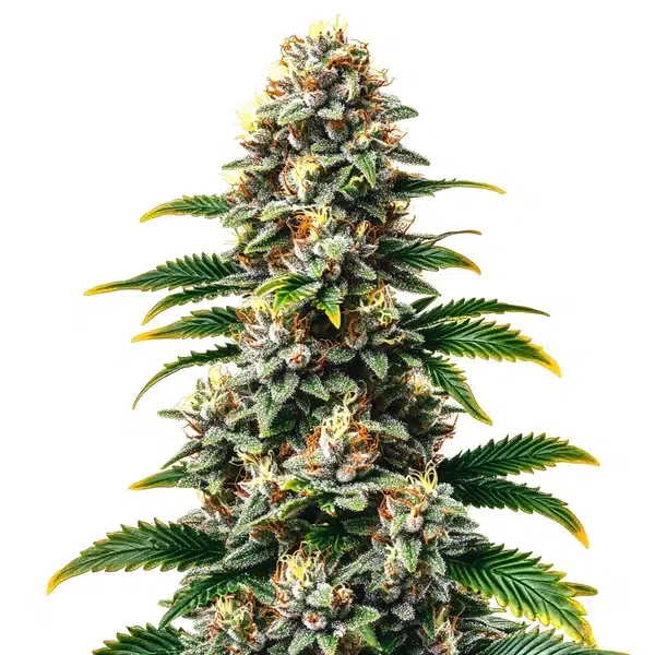 Candy Kush Regular
