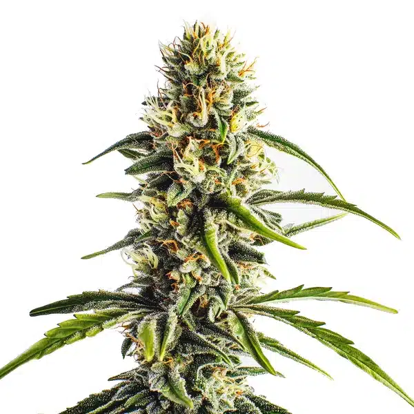 Cheese Lemon Regular