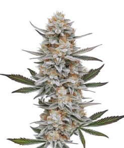cr-plus-strain-indica-dominant-seeds-australia cr-plus-citrus-sweet-award-winning-strain cr-plus-flowering-time-8-to-10-weeks indica-dominant-seeds-australia-cr-plus cr-plus-spannabis-1st-place-hydro-indoor-2009