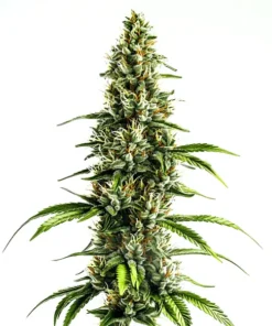 buy feminized seeds australia