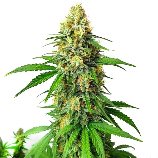 Critical x AK47 Auto