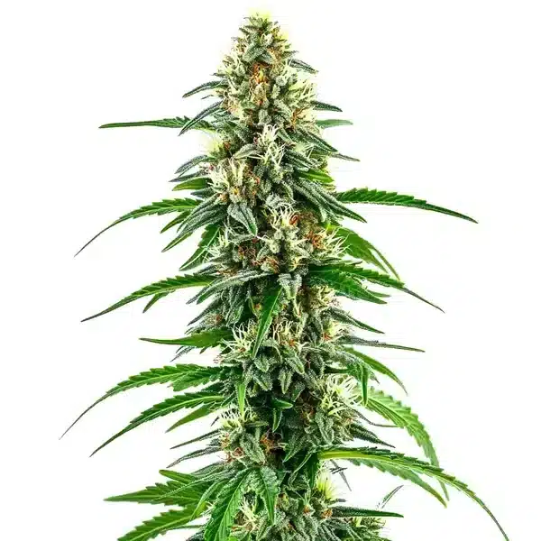 Diesel Regular