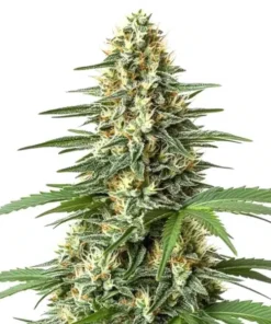 Durban Poison Regular