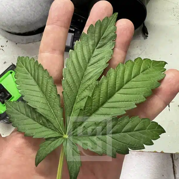 Bubba Kush Autoflower - Image 8