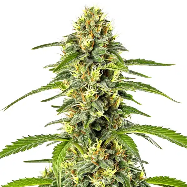 Fast Bud Auto