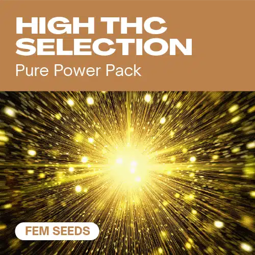 High THC Selection Fem