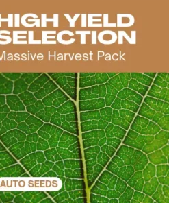 High Yield Selection Auto