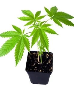 Gelato 33 Clones