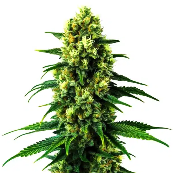 Gold Leaf Auto