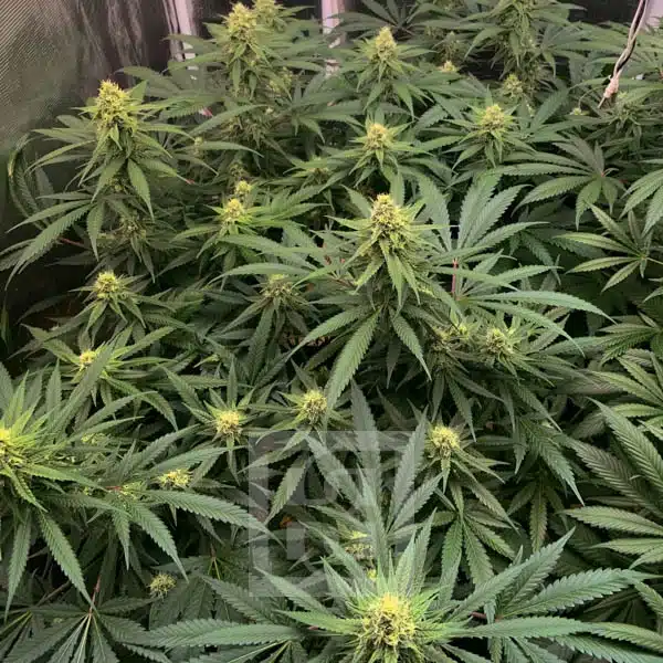 GG4 - Image 7