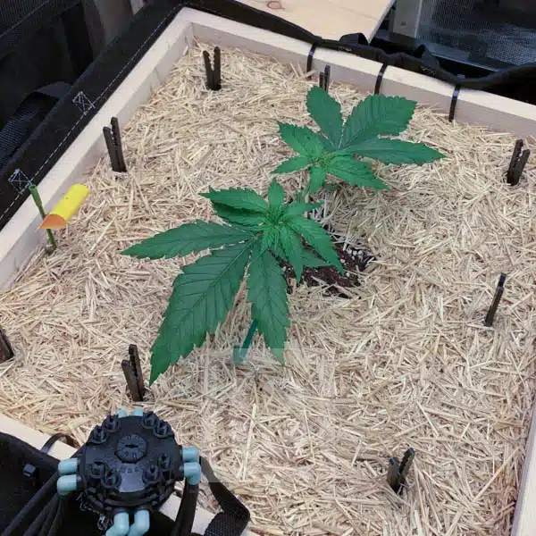 GG4 - Image 2