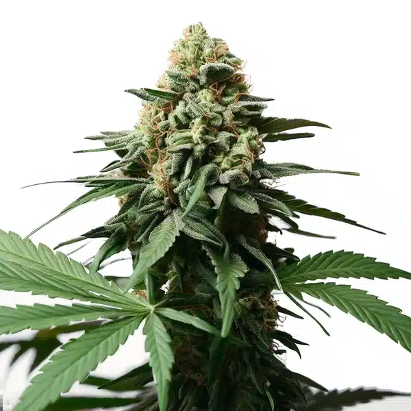 Gorilla Grapefruit