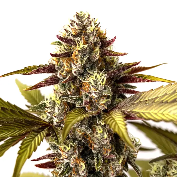 Grandaddy Purple x Do-Si-Dos