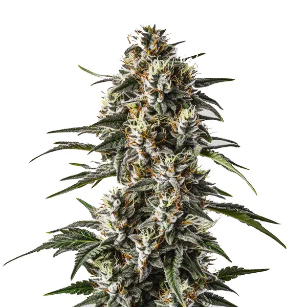 Great White Shark