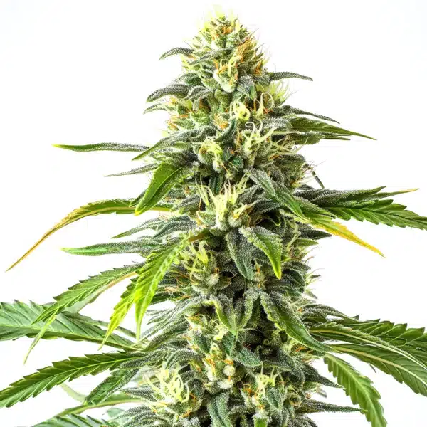 Green Crack x AK47