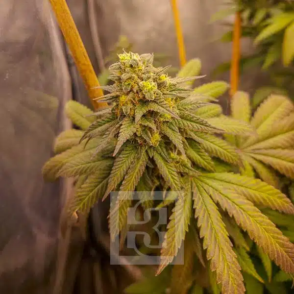 Grizzly Purple Kush - Image 4