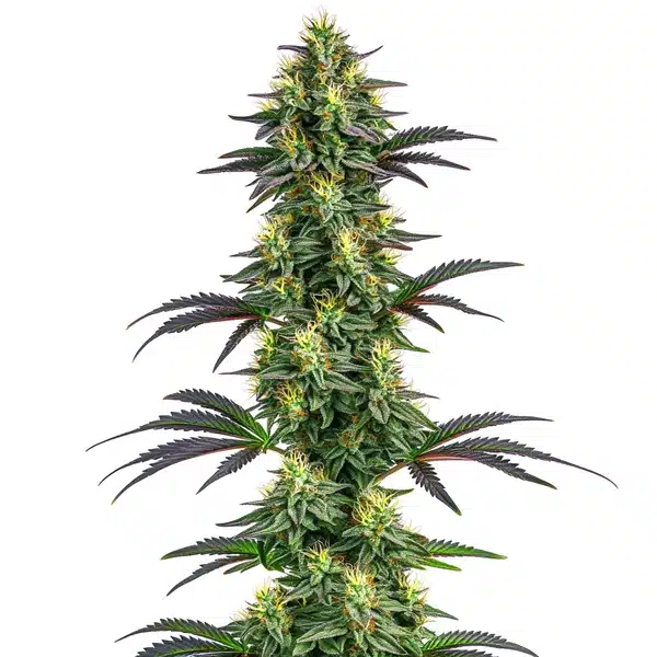 Hawaii x Purple Skunk