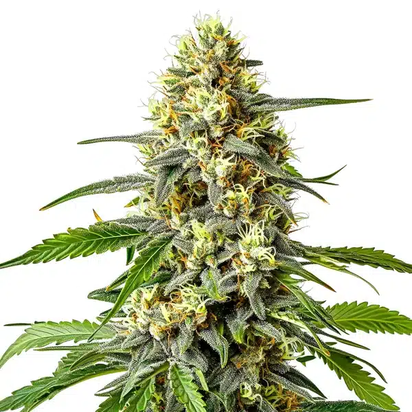 Haze XL Auto