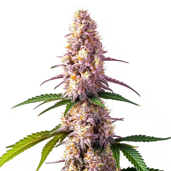 Ice Cream Cake Auto