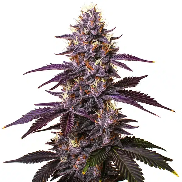 Kushberry
