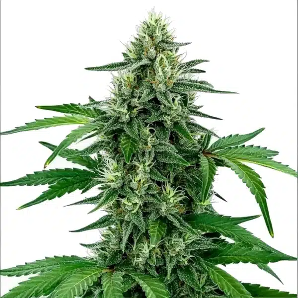 Legend OG