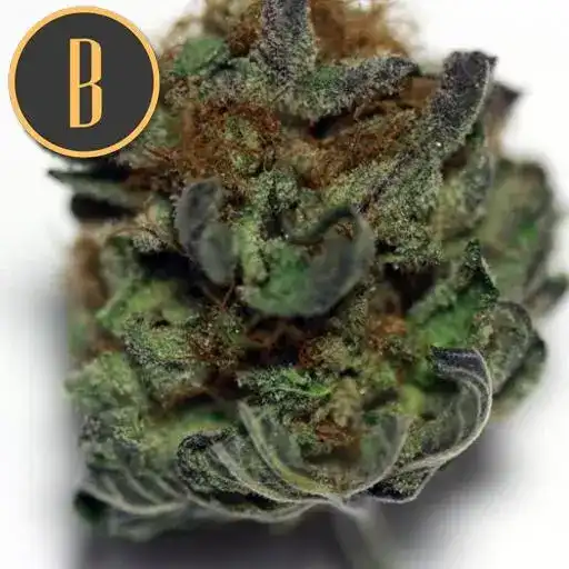 Mamba Negra CBD - Image 13