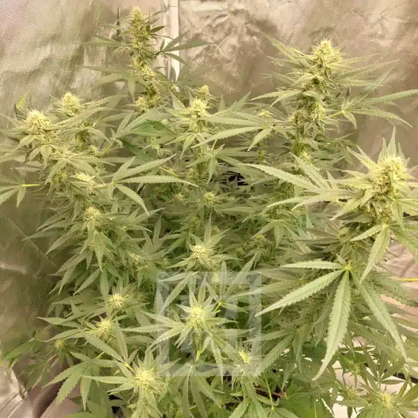Mamba Negra CBD - Image 8